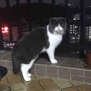 Meet your Posher, Shujun